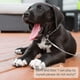 thumbnail image 3 of Correa para perros, correa para perros resistente de 15 m (49 pies) para perros, 3 of 5
