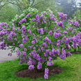 thumbnail image 5 of 25 Lilac Sunday Lilac Seeds Tree Fragrant Flowers Perennial Seed Flower 958 USA, 5 of 24