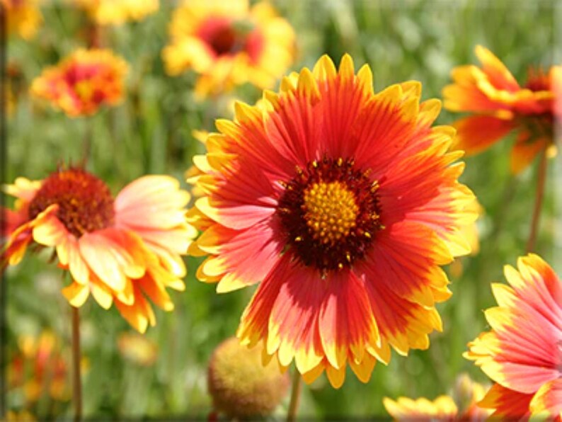 20 Seeds Dwarf Blanket Flower Gaillardia Indian Blanket Wildflower Pollinator Friendly Attracting