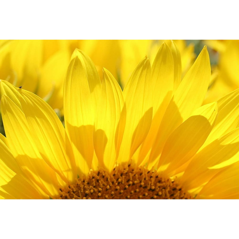 Wallmonkeys Sunflower Peel and Stick Wall Decals Mural WM81943 (36 in W