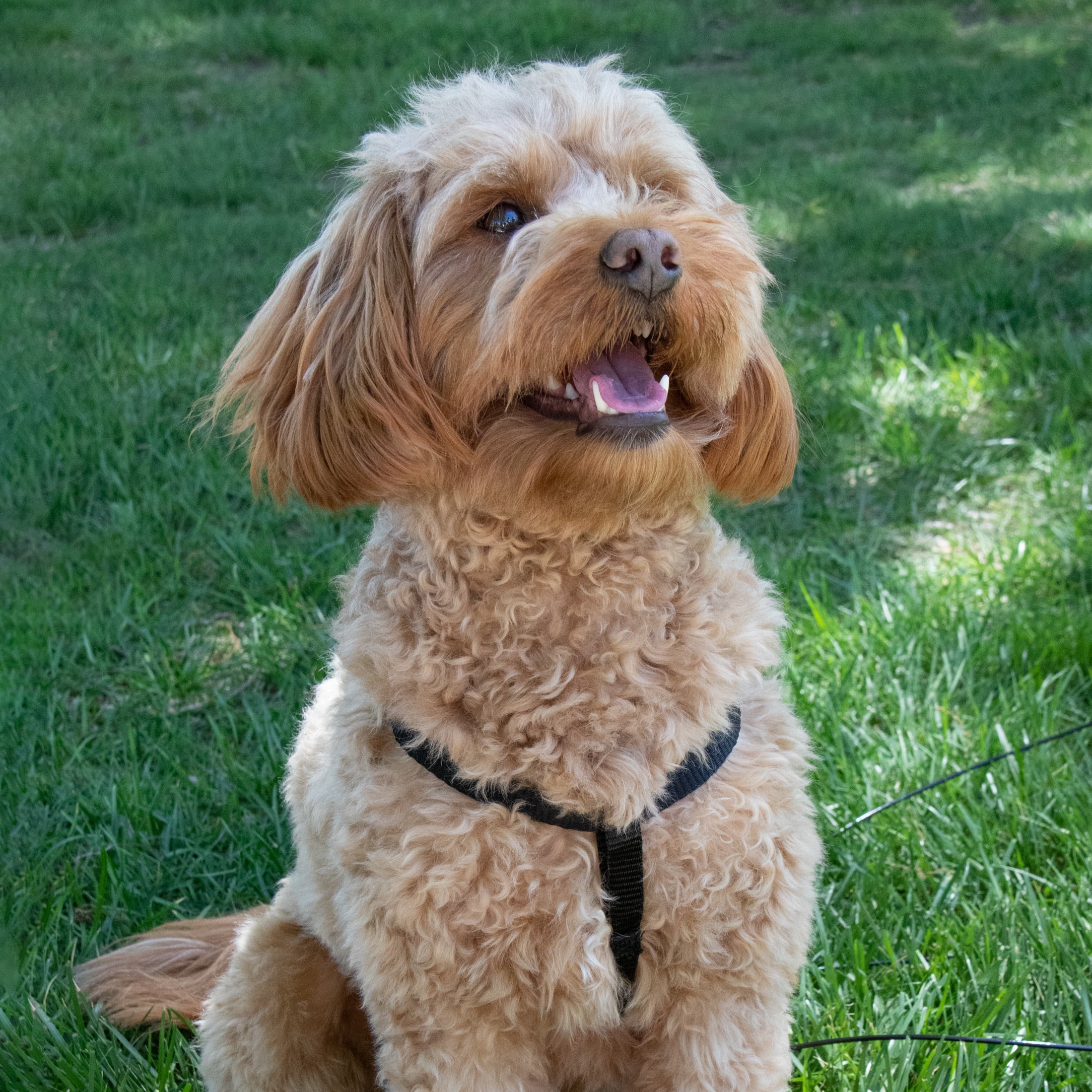 (2 pack) Pet Champion Medium Basic Step-In Dog Harness
