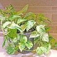 thumbnail image 4 of Pothos 'Marble Queen', 4 of 11