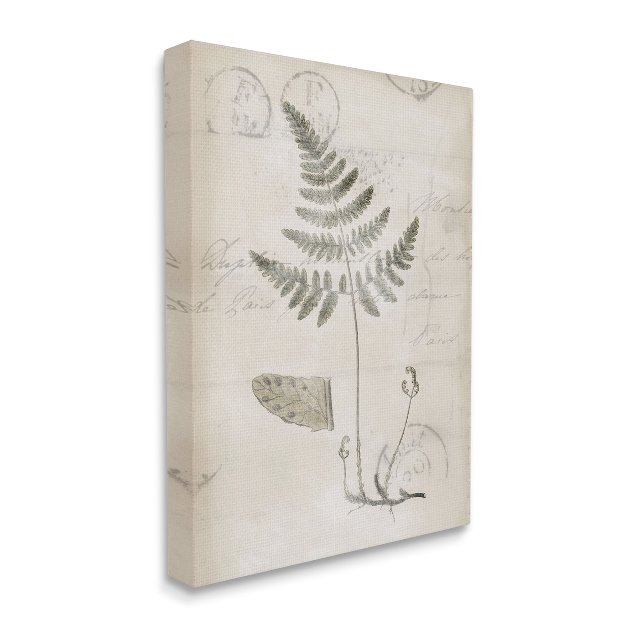 Stupell Industries Antique Fern Woodland Plant Study Botanical & Floral Drawing Gallery Wrapped Canvas Print Wall Art