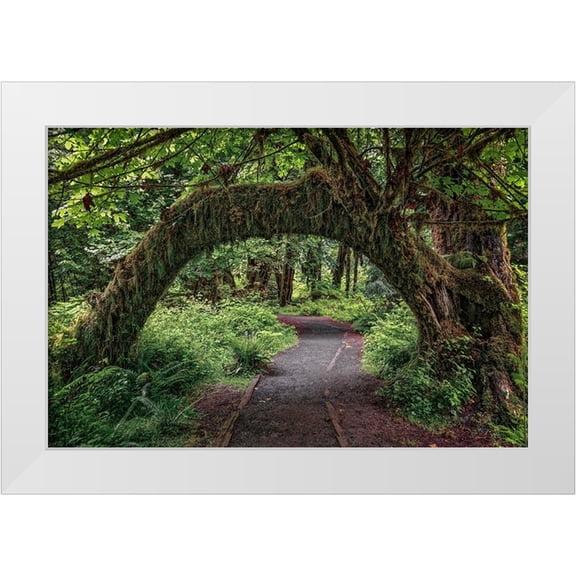 Jones, Adam 14x11 White Modern Wood Framed Museum Art Print Titled - Footpath through forest draped with Club Moss-Hoh Rainforest-Olympic National Park-Washington State