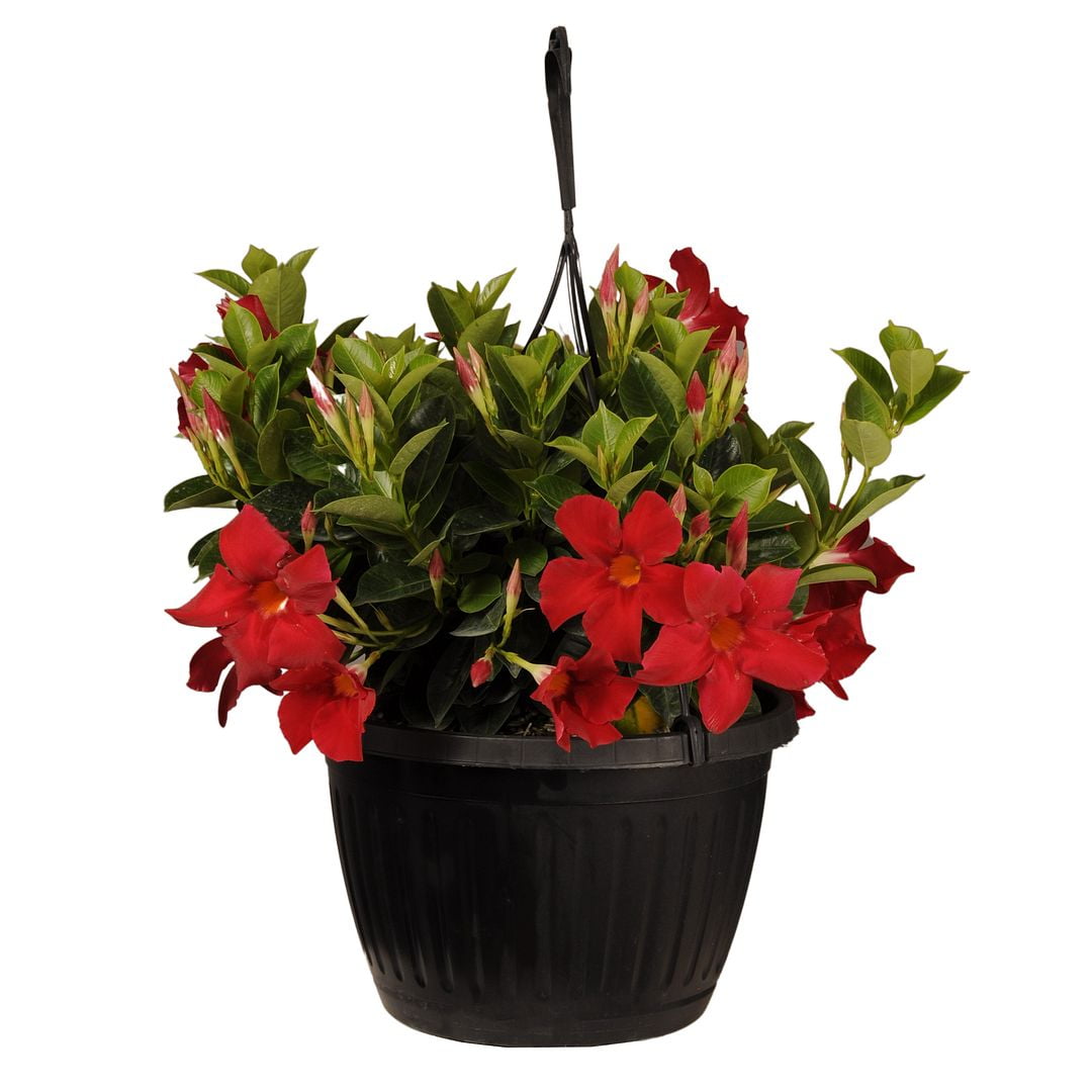 United Nursery Live Mandevilla Red Plant 1822 Inches Tall in 10 Inch
