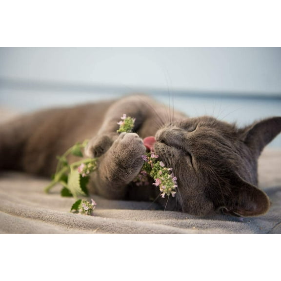 Catnip Seeds to Grow | 150  Seeds | Cats go Wild for This Easy to Grow Herb | Grow Indoor or Outdoor Cat Nip