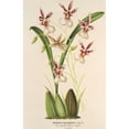 thumbnail image 2 of Charles Antoine Lemaire 13x18 Black Ornate Wood Framed Double Matted Museum Art Print Titled - Oncidium Phalanopsis (1854-1896), 2 of 5