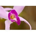thumbnail image 2 of Dana Styber 18x13 White Modern Wood Framed Wall Art Titled - Purple Glory, 2 of 5