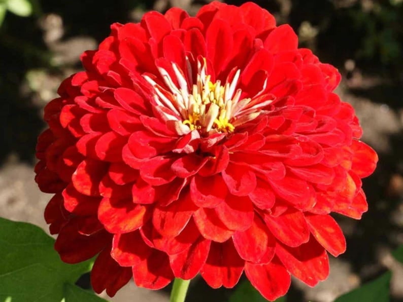 30 Seeds Cherry Queen Zinnia , Drought and Dormant Plant, Open-Pollinated Zinnia Flowers