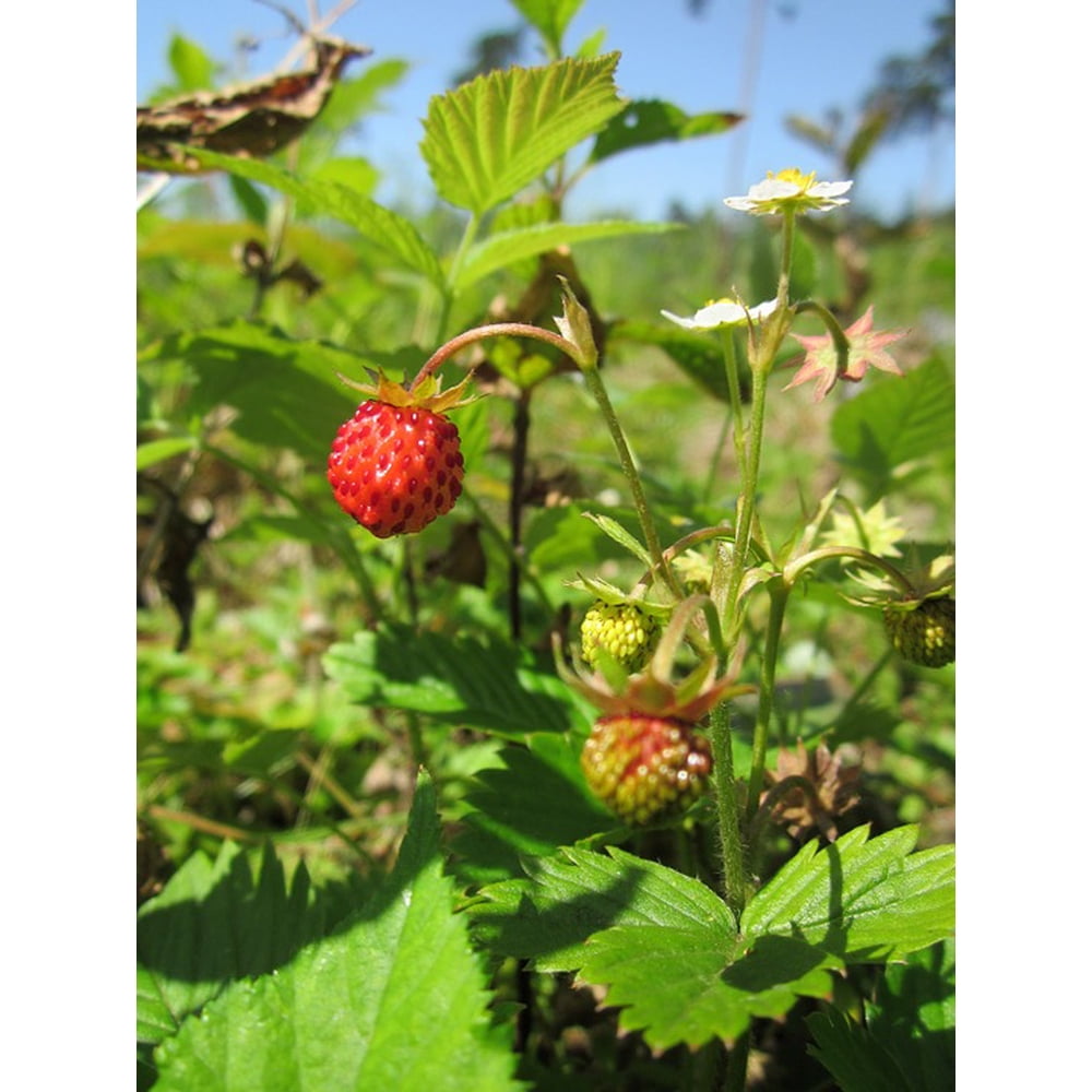 Woodland Strawberry Wild Strawberry Fragaria Vesca12 Inch By 18 Inch
