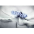 thumbnail image 2 of Disher, Mandy 24x17 White Modern Wood Framed Museum Art Print Titled - Anemone Spirit, 2 of 4