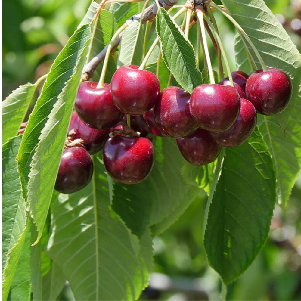 Expert Gardener 3-4 ft tall Stella Fruiting Cherry Live Tree in 7-Gallon Grower Pot