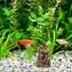 thumbnail image 4 of Moluckfu De Rocalla Artificial Para Acuario Hecha De Resina Con Cueva Refugio Para Peces, 4 of 6