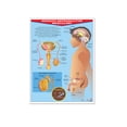 thumbnail image 1 of Póster Aparato Reproductor Masculino Educatodo B-0017-I, 1 of 2
