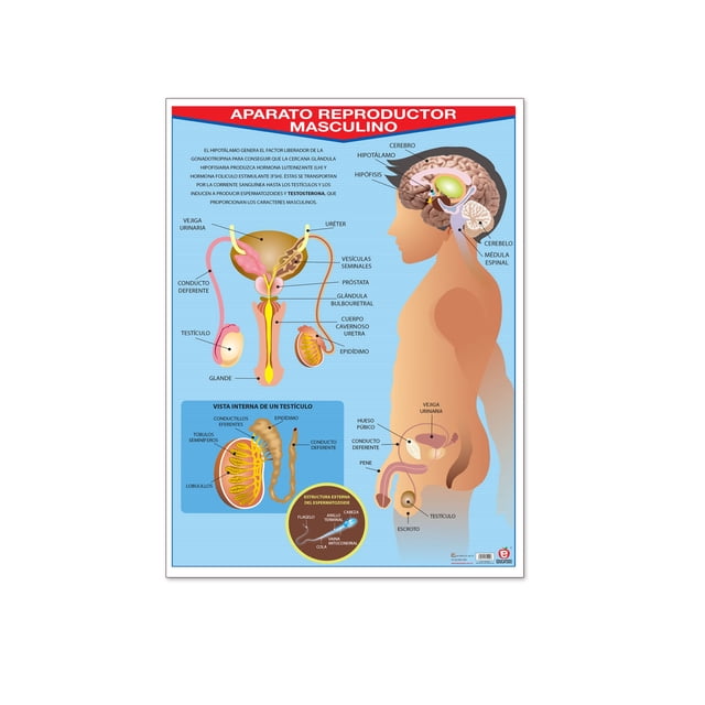 Póster Aparato Reproductor Masculino Educatodo B-0017-I