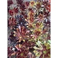 thumbnail image 3 of 2pcs Rooted Black Rose Aeonium Arboreum Zwartkop Succulent cactus Plants gift, 3 of 5
