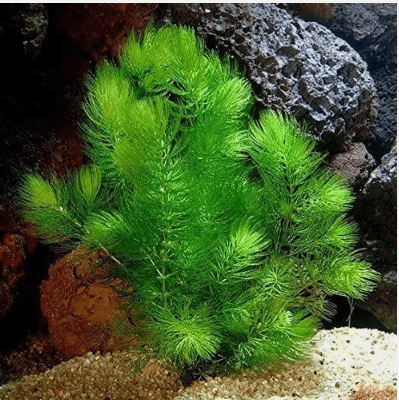 Low Light Aquarium Plant Bundle – Live Freshwater Aquarium Plants