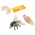thumbnail image 4 of 1 Ensemble/4 Pcs Modèle de Cycle de Vie des Abeilles Simulation Jouets Cognitifs pour Enfants, 4 of 8
