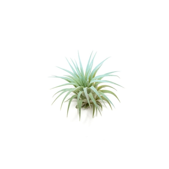 Light Blue Colorful Tillandsia Air Plants -Long Lasting Color Enhanced Live Tillandsia Succulent House Plants - Home and Garden Decor -Easy Care Indoor/Outdoor Plants (Ionantha Rubra, Single)