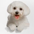 thumbnail image 2 of CafePress - Bichon Frise - Adjustable Unisex Printed Trucker Hat with Mesh Back, 2 of 8