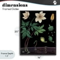 thumbnail image 4 of Stupell Industries Victorian Sprouting Wildflower Illustrations Black Framed Giclee Art, 16 x 20, by Vintage Hustle, 4 of 8