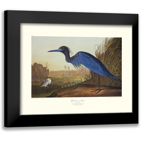 Audubon, John James 14x12 Black Modern Framed Museum Art Print Titled - Blue Crane Or Heron (decorative border)