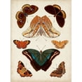 thumbnail image 2 of Vision Studio 12x14 White Modern Wood Framed Museum Art Print Titled - Butterflies Displayed II, 2 of 4
