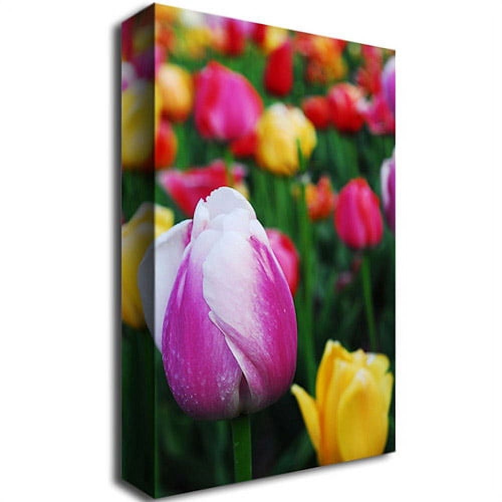 Trademark Fine Art "In Among the Tulips" Canvas Art by Kurt Shaffer