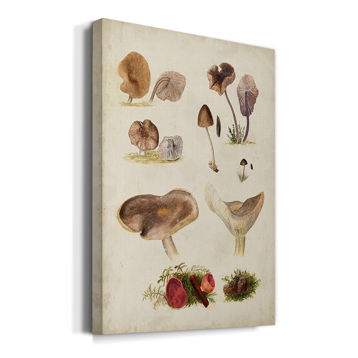 Mushroom Species III Premium Gallery Wrapped Canvas - Ready to Hang