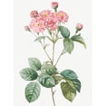 thumbnail image 2 of Redoute, Pierre Joseph 12x14 White Modern Wood Framed Museum Art Print Titled - Carnation Petalled Variety of Cabbage Rose also known as Rose bush, Rosa Centifolia Caryophyllea, 2 of 4
