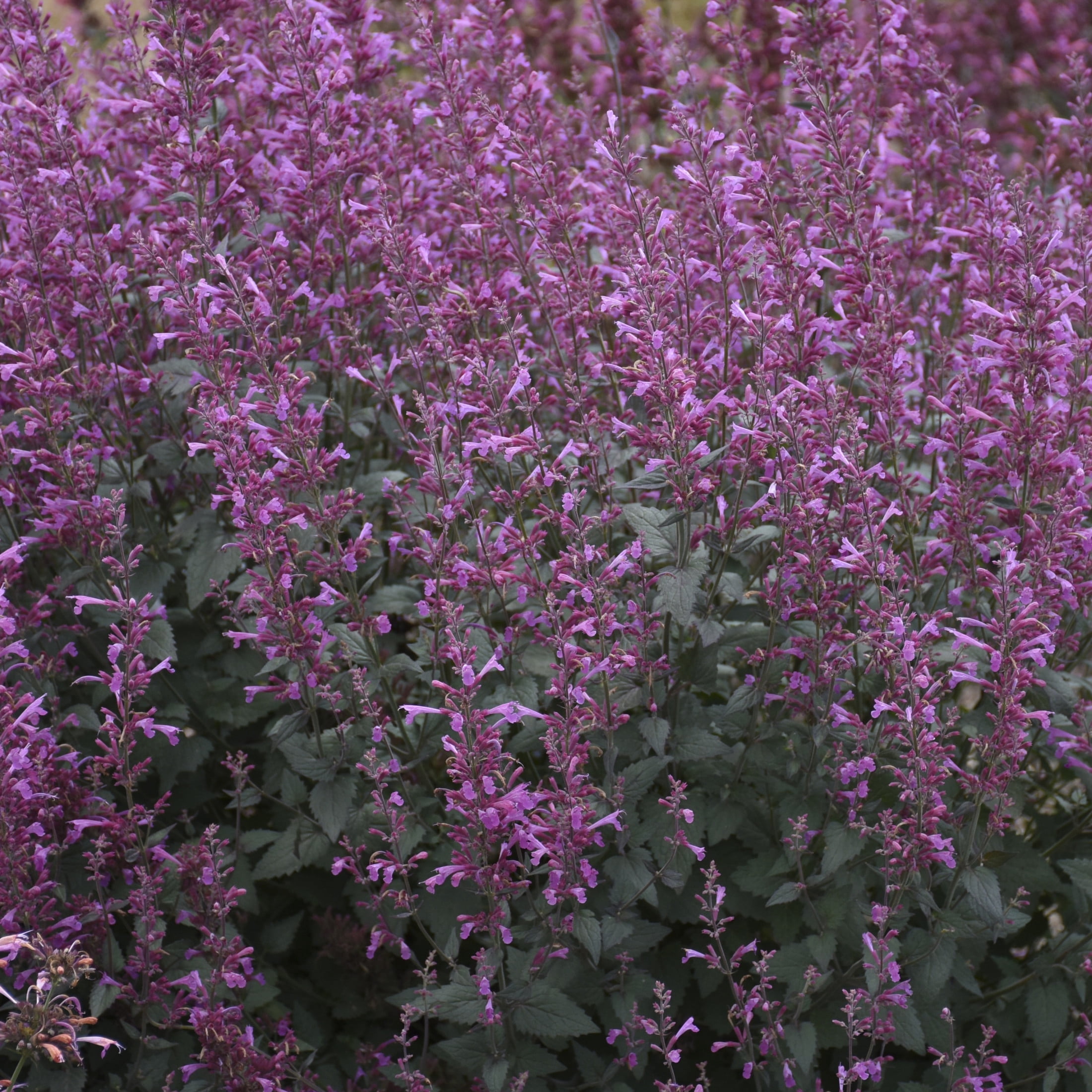 Proven Winners 6" Purple Meant to Bee 'Royal Raspberry' Anise Hyssop Live Plant in 6.5" Pot