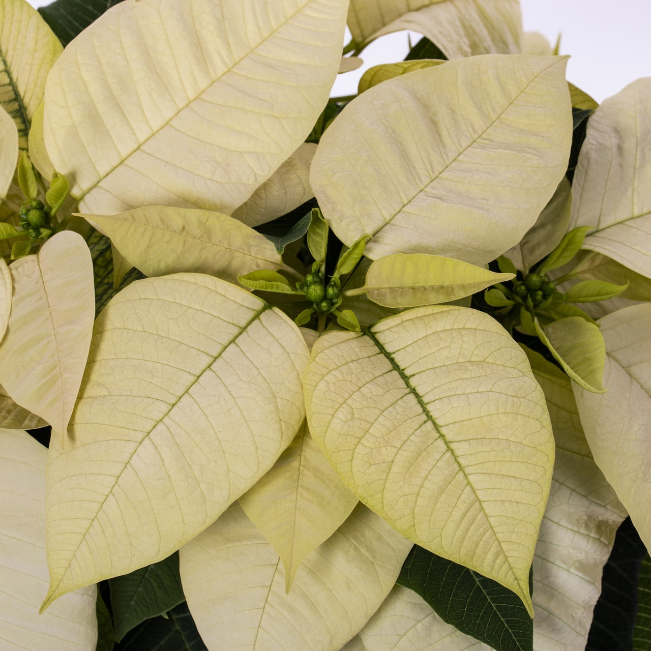 Holiday Time 1.5QT White Poinsettia Live Houseplant Red Foil Cover Indirect Sunlight 3 Pack