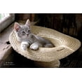 thumbnail image 2 of Hoover, Irvin 18x13 White Modern Wood Framed Museum Art Print Titled - The Hat Kitten, 2 of 4