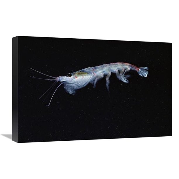 16 x 24 in. Antarctic Krill, Antarctica Art Print - Flip Nicklin