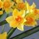 thumbnail image 2 of Con vídeo 1 ramo de Narciso blanco ramo de Narciso falso planta de interior simulada ramo de plástico de Narciso en maceta de 60cm tela de seda + plástico ANGGREK  Otros, 2 of 8