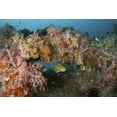 thumbnail image 2 of Shimlock, Jones 14x11 Black Ornate Wood Framed with Double Matting Museum Art Print Titled - Indonesia, Raja Ampat Underwater fish and coral, 2 of 4
