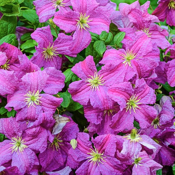 Mazurek Clematis Vine Pink Flowering Dormant Bare Root Perennial Starter Plant (1-Pack)