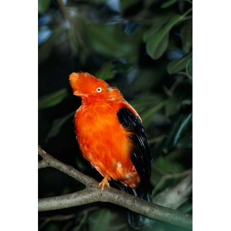 Native American Rock Art - Andean Cock-of-the-rock portrait native to South America Poster Print by San Diego Zoo
