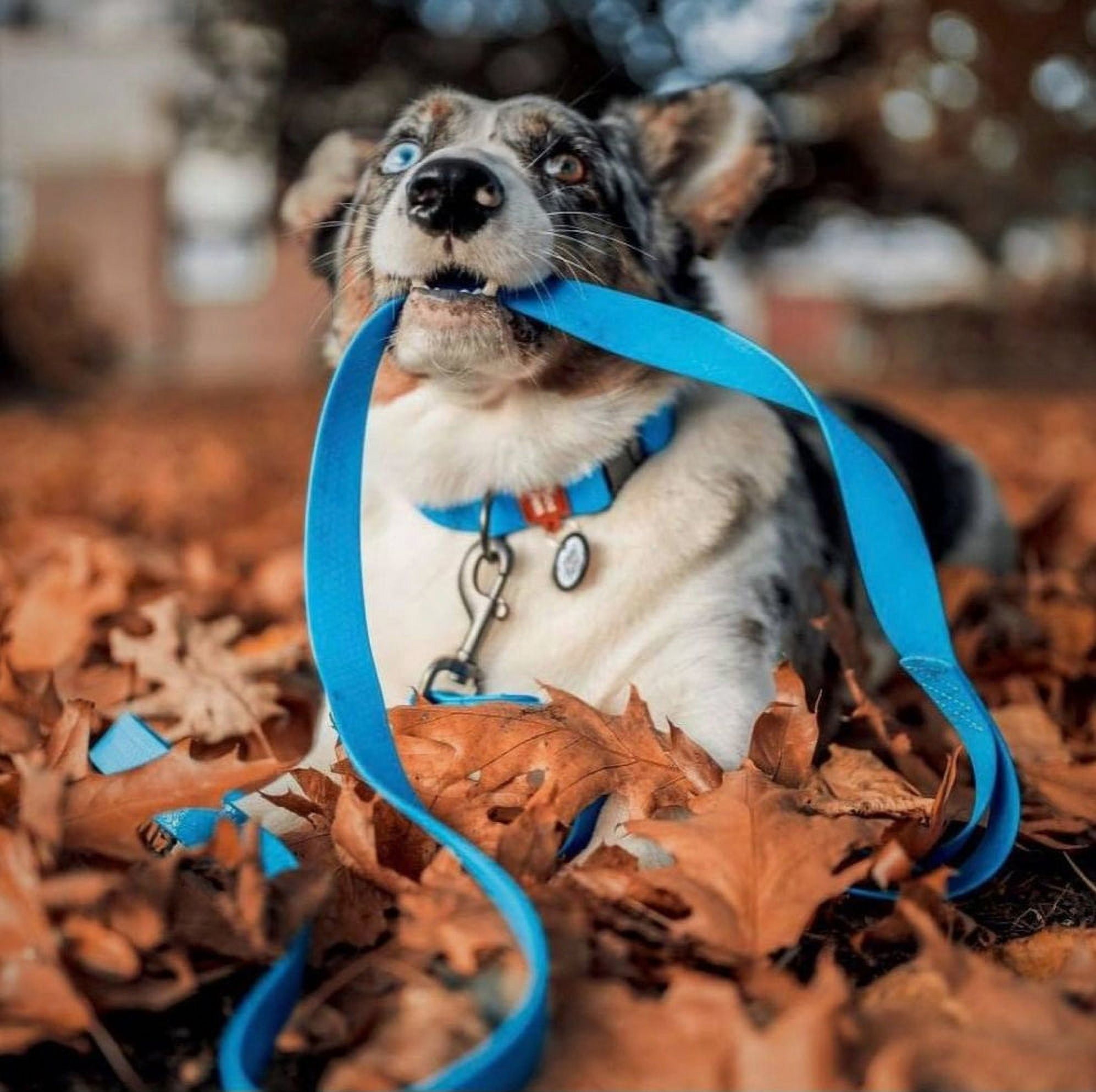 Ultra-Modern Waterproof Dog Leash | Anti-Slip Dog Leash for Large, Small and Medium Dogs | Strong and Durable Leash with Water & Dirt-Resistant | Great for Hiking, Training and Swimming - Orange
