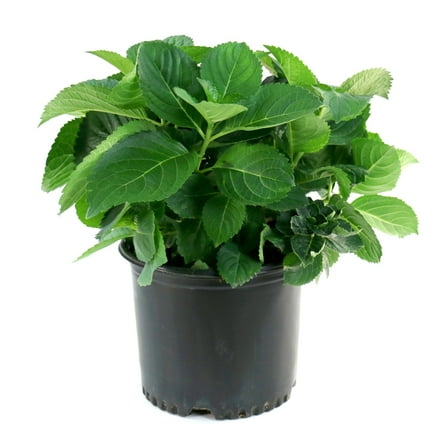 National Plant Network 3 gal. Hydrangea Merritt's Supreme Pink Live Shrub