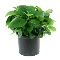 National Plant Network 3 gal. Hydrangea Merritt's Supreme Pink Live Shrub