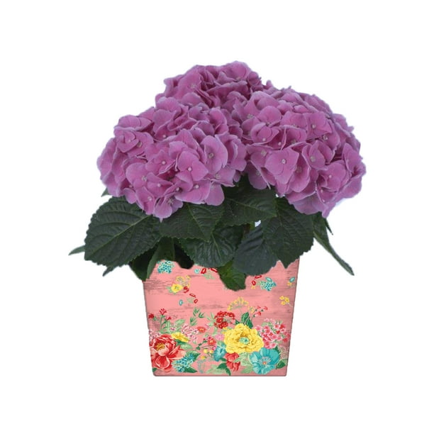 The Pioneer Woman Valentine's Day 5Inch Live Plant in Wooden Crate