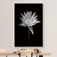 thumbnail image 3 of wall26 Canvas Print Wall Art Blooming Water Lily Flower Close Up Nature Plants Photography Modern Art Rustic Scenic Dramatic Black and White for Living Room, Bedroom, Office - 24"x36", 3 of 5