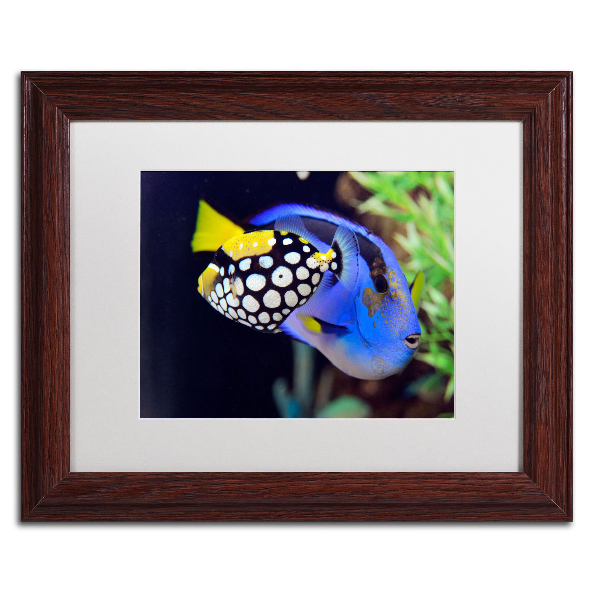 Trademark Fine Art "Colorful Tropical Fish" Canvas Art by Kurt Shaffer, White Matte, Wood Frame