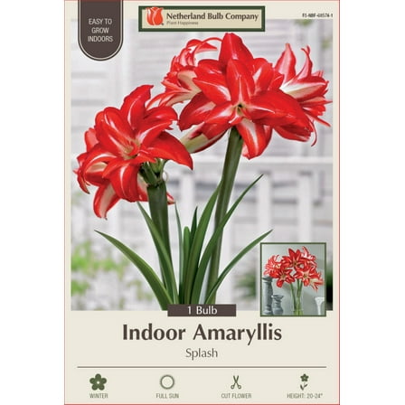 Splash Amaryllis Bulb - EXOTIC - Large Bulb -34/  cm Bulb