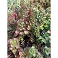 thumbnail image 5 of Sedum Dragons Blood- Quart pot— Green to Red plant— Drought resistant— Succulent, 5 of 5