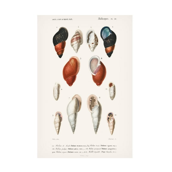 Trademark Fine Art M. Charles D'Orbigny D'Orbigny Sealife III Canvas Wall Art