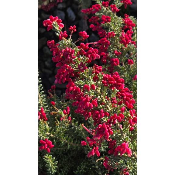 Grevillea lanigera 'Mt Tamboritha on 5 gallon pot - Get similar