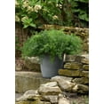 thumbnail image 5 of Expert Gardener Asparagus Fern 1PT Green Live Plant, 5 of 5