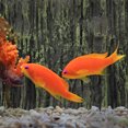 thumbnail image 4 of unbranded Natural Look Dark Brown 3D Aquarium Background for Turtle and Fish Tank, 4 of 6